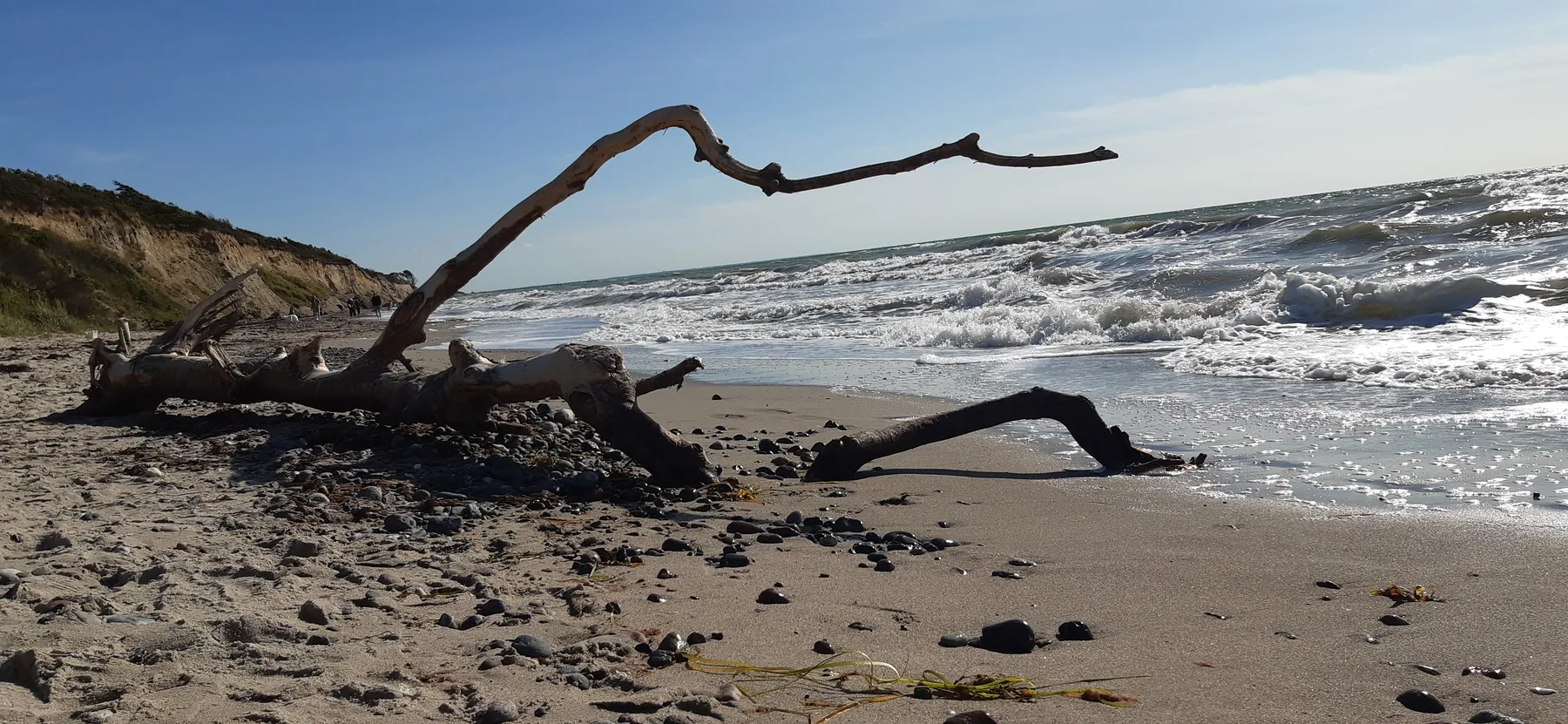 Vom Meer geformtes Treibholz am Strand