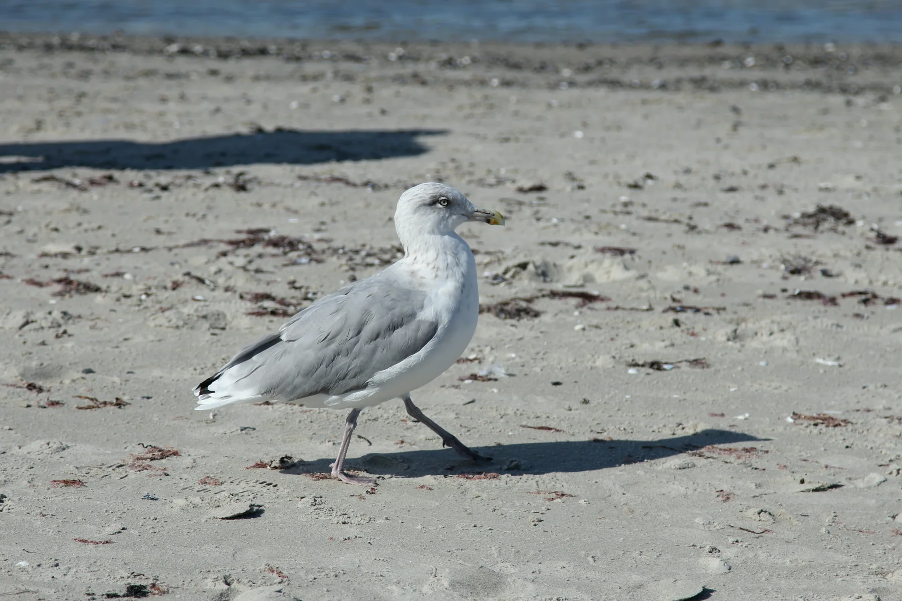 Möwe am Wustrower Strand